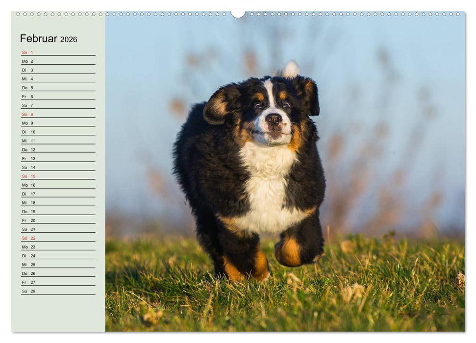 Berner Sennenhunde in Action (CALVENDO Premium Wandkalender 2026)