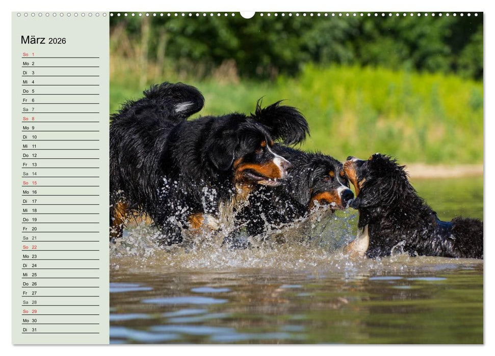 Berner Sennenhunde in Action (CALVENDO Premium Wandkalender 2026)
