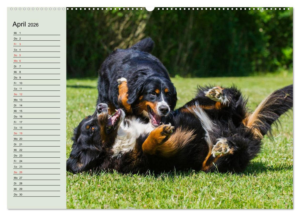 Berner Sennenhunde in Action (CALVENDO Premium Wandkalender 2026)