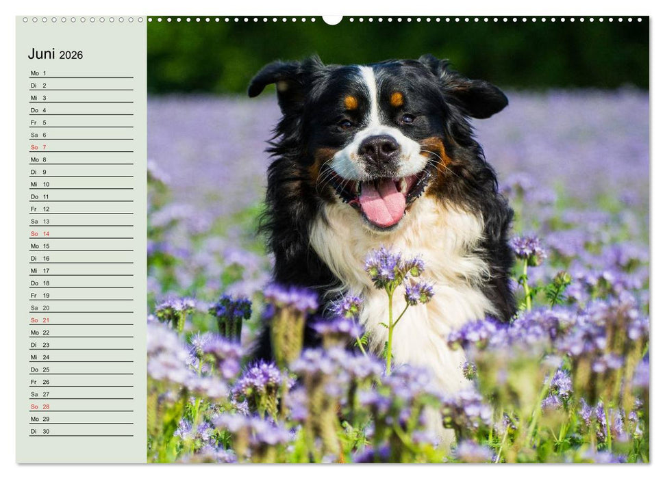 Berner Sennenhunde in Action (CALVENDO Premium Wandkalender 2026)