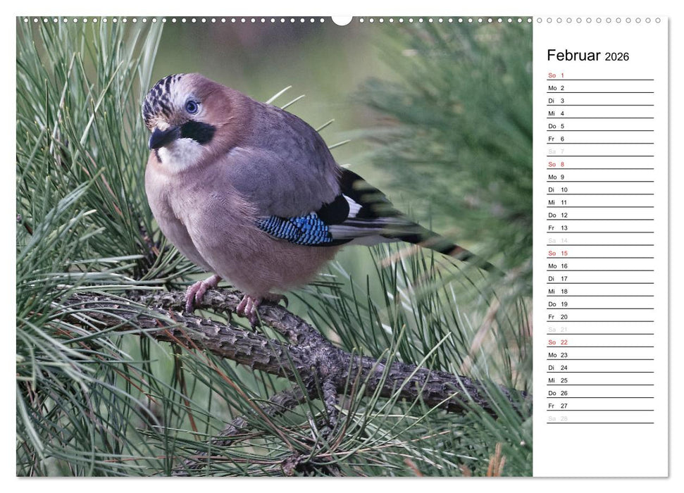 Unsere heimischen Gartenvögel (CALVENDO Wandkalender 2026)