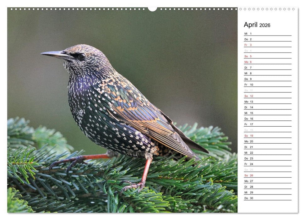 Unsere heimischen Gartenvögel (CALVENDO Wandkalender 2026)
