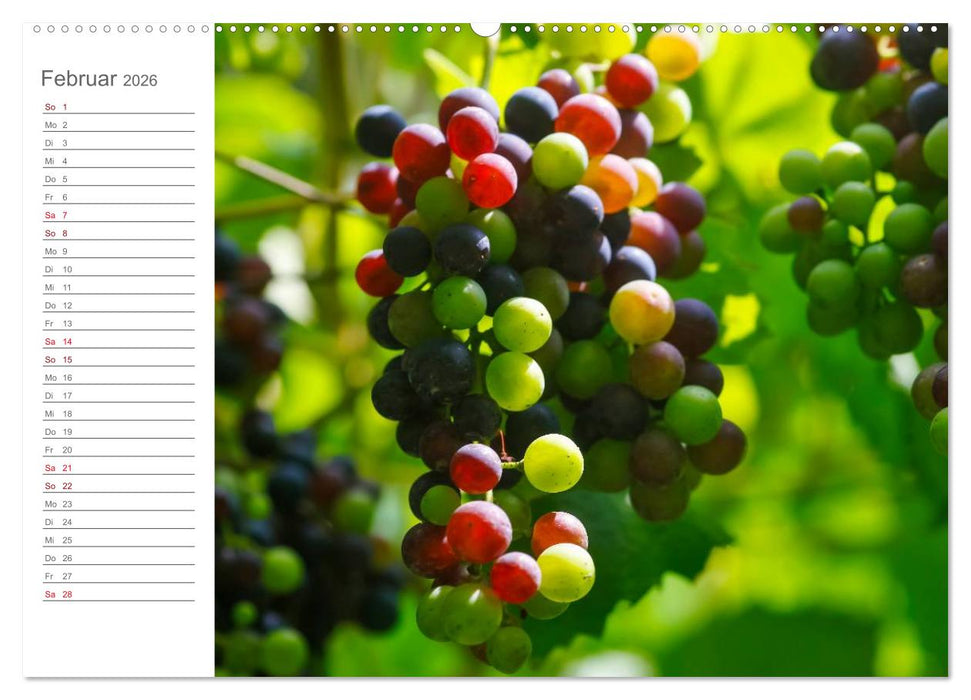 Wein (CALVENDO Premium Wandkalender 2026)