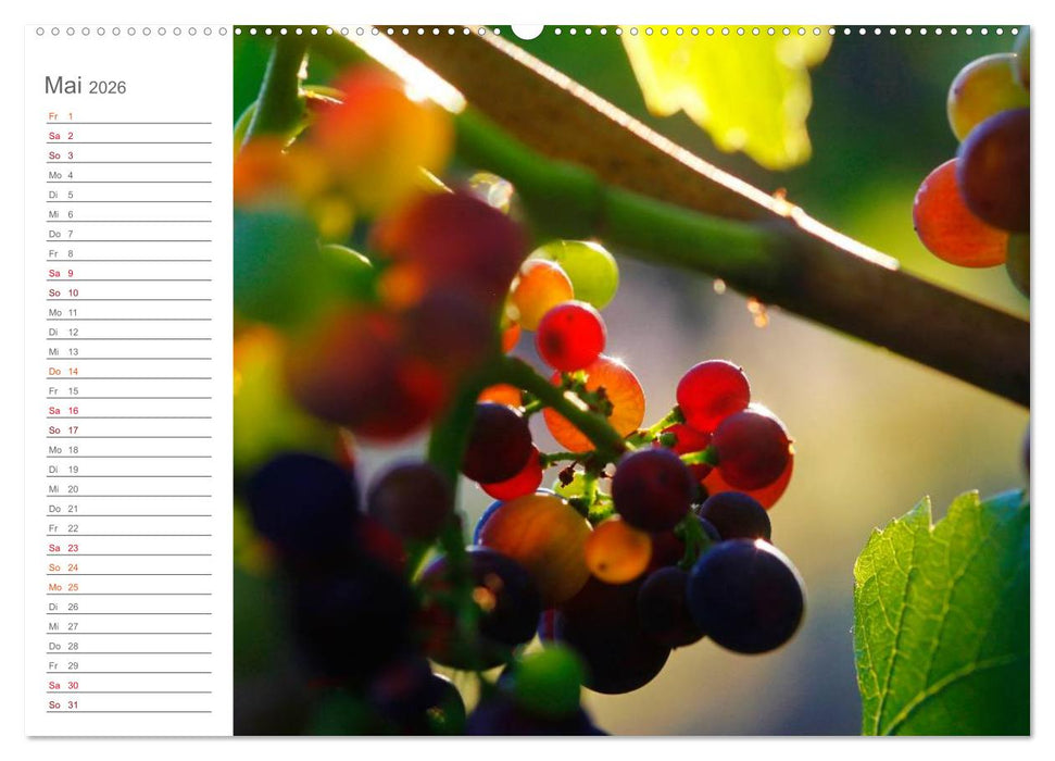 Wein (CALVENDO Premium Wandkalender 2026)