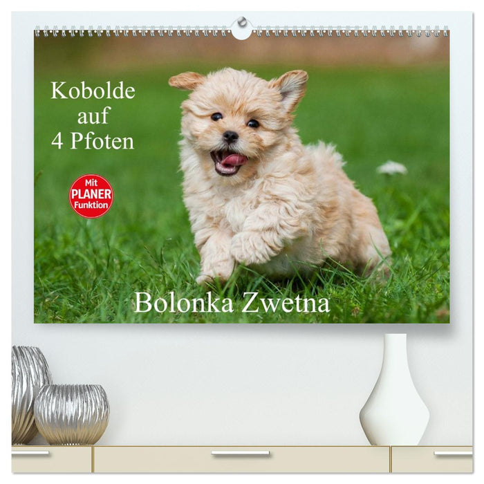 Kobolde auf 4 Pfoten - Bolonka Zwetna (CALVENDO Premium Wandkalender 2026)