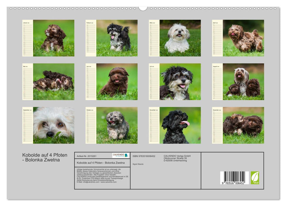 Kobolde auf 4 Pfoten - Bolonka Zwetna (CALVENDO Premium Wandkalender 2026)