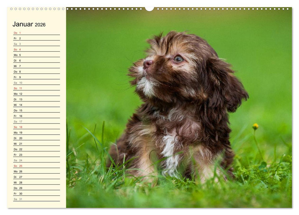 Kobolde auf 4 Pfoten - Bolonka Zwetna (CALVENDO Premium Wandkalender 2026)