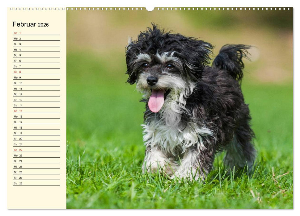 Kobolde auf 4 Pfoten - Bolonka Zwetna (CALVENDO Premium Wandkalender 2026)