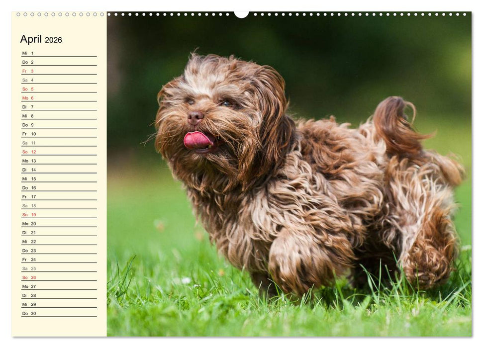 Kobolde auf 4 Pfoten - Bolonka Zwetna (CALVENDO Premium Wandkalender 2026)
