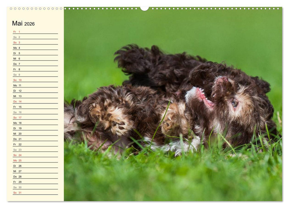 Kobolde auf 4 Pfoten - Bolonka Zwetna (CALVENDO Premium Wandkalender 2026)