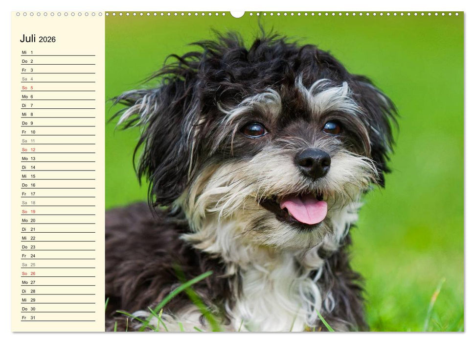 Kobolde auf 4 Pfoten - Bolonka Zwetna (CALVENDO Premium Wandkalender 2026)