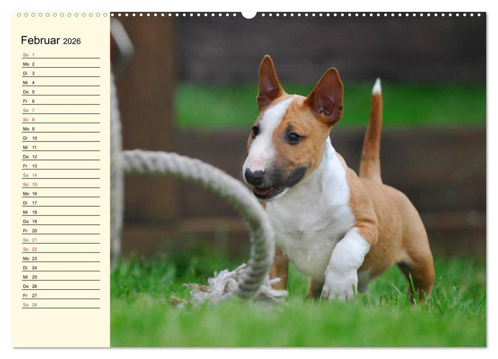 Bullterrier (CALVENDO Premium Wandkalender 2026)