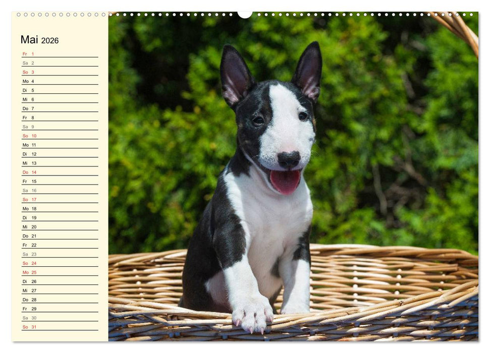 Bullterrier (CALVENDO Premium Wandkalender 2026)
