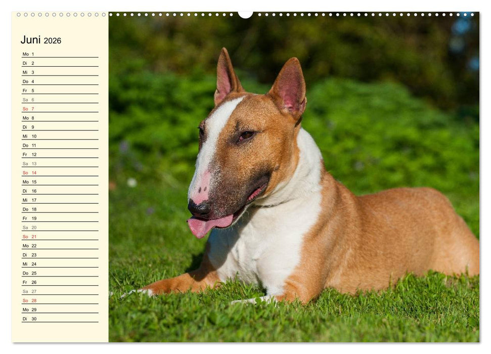 Bullterrier (CALVENDO Premium Wandkalender 2026)