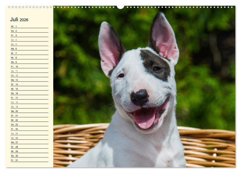 Bullterrier (CALVENDO Premium Wandkalender 2026)