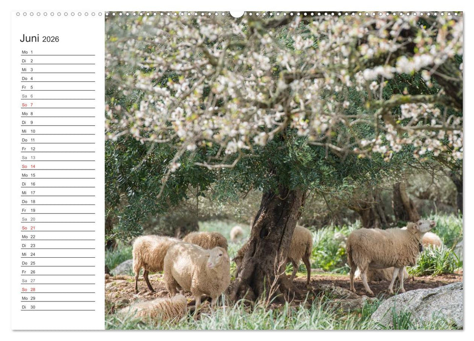 Emotionale Momente: Mandeln (CALVENDO Premium Wandkalender 2026)