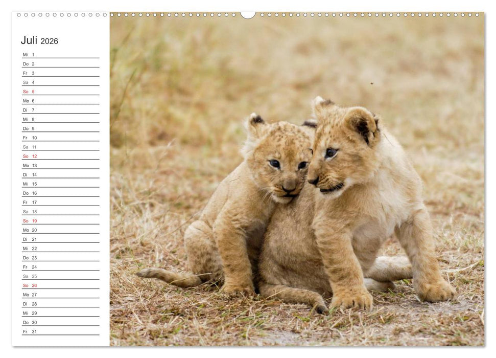 Emotionale Momente: Löwenbabys - so süß. (CALVENDO Premium Wandkalender 2026)