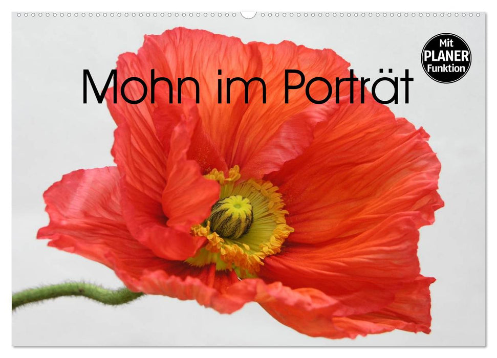 Mohn im Porträt (CALVENDO Wandkalender 2026)