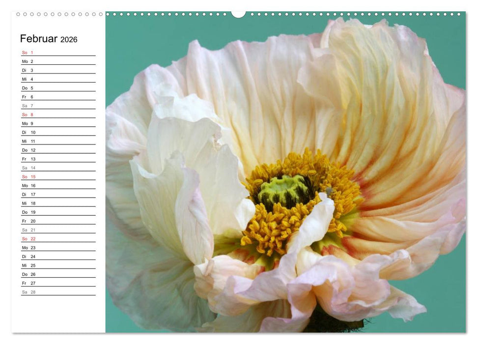 Mohn im Porträt (CALVENDO Wandkalender 2026)