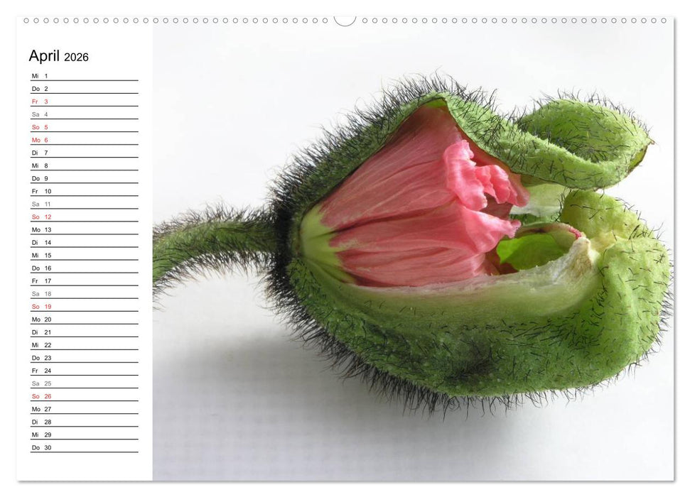 Mohn im Porträt (CALVENDO Wandkalender 2026)