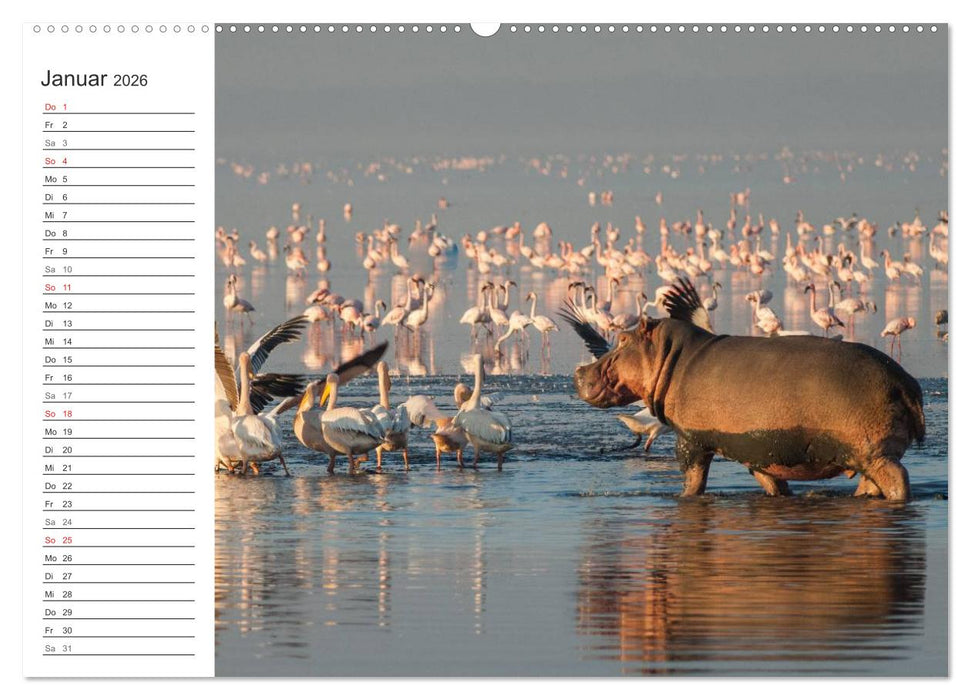 Emotionale Momente: Nilpferde hautnah (CALVENDO Premium Wandkalender 2026)