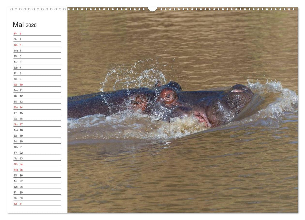Emotionale Momente: Nilpferde hautnah (CALVENDO Premium Wandkalender 2026)