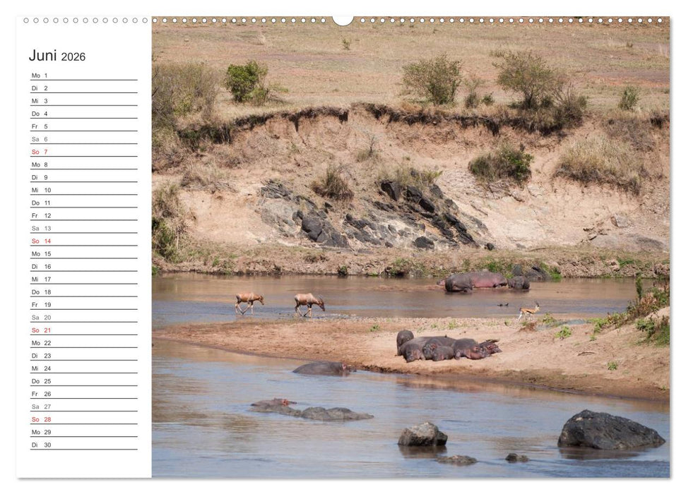 Emotionale Momente: Nilpferde hautnah (CALVENDO Premium Wandkalender 2026)