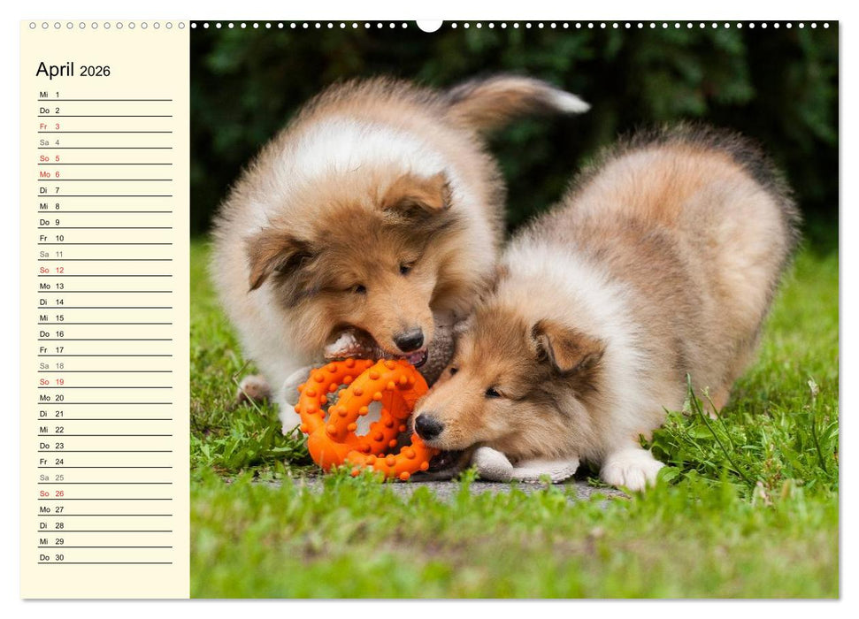 Collie - Mein bester Freund (CALVENDO Wandkalender 2026)