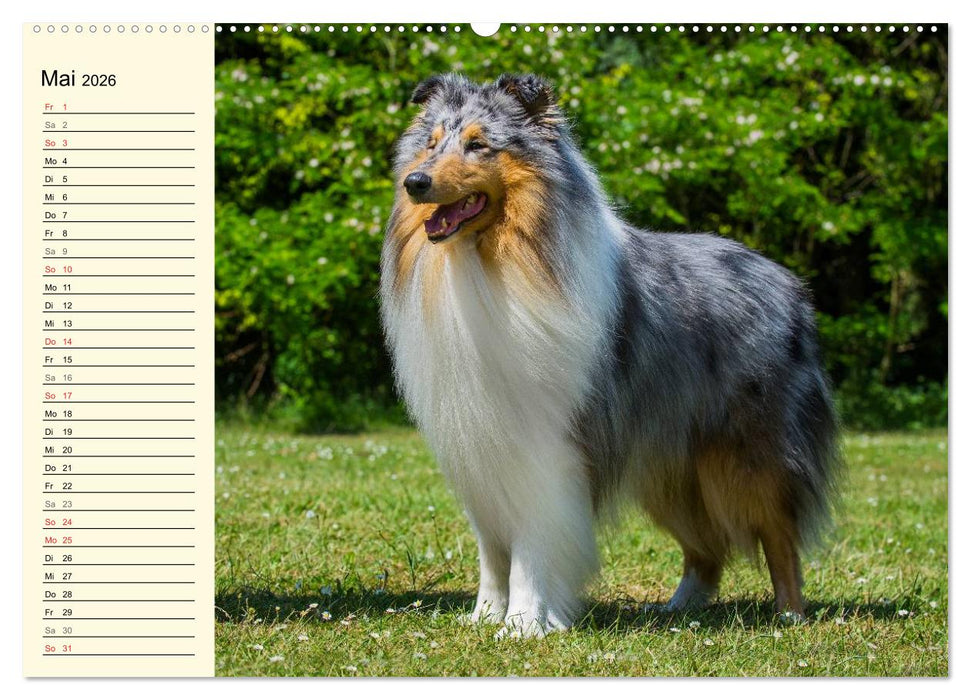 Collie - Mein bester Freund (CALVENDO Wandkalender 2026)