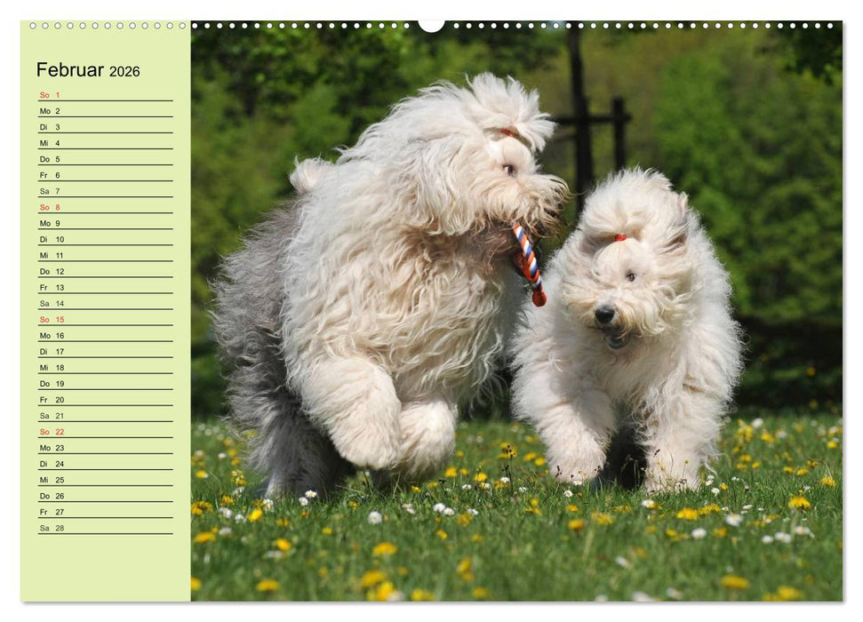 Traumhund Bobtail (CALVENDO Wandkalender 2026)