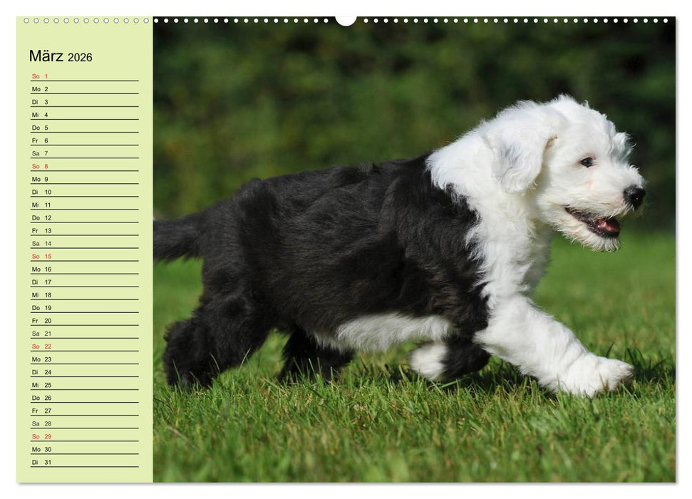 Traumhund Bobtail (CALVENDO Wandkalender 2026)