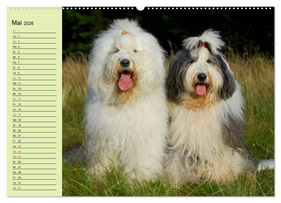 Traumhund Bobtail (CALVENDO Wandkalender 2026)