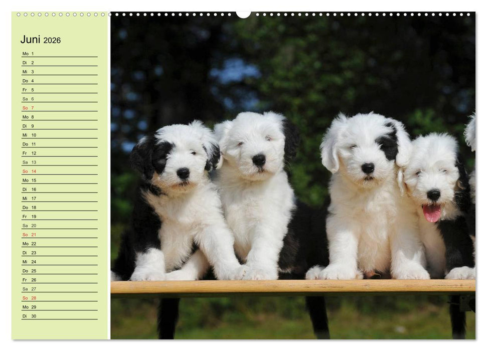 Traumhund Bobtail (CALVENDO Wandkalender 2026)