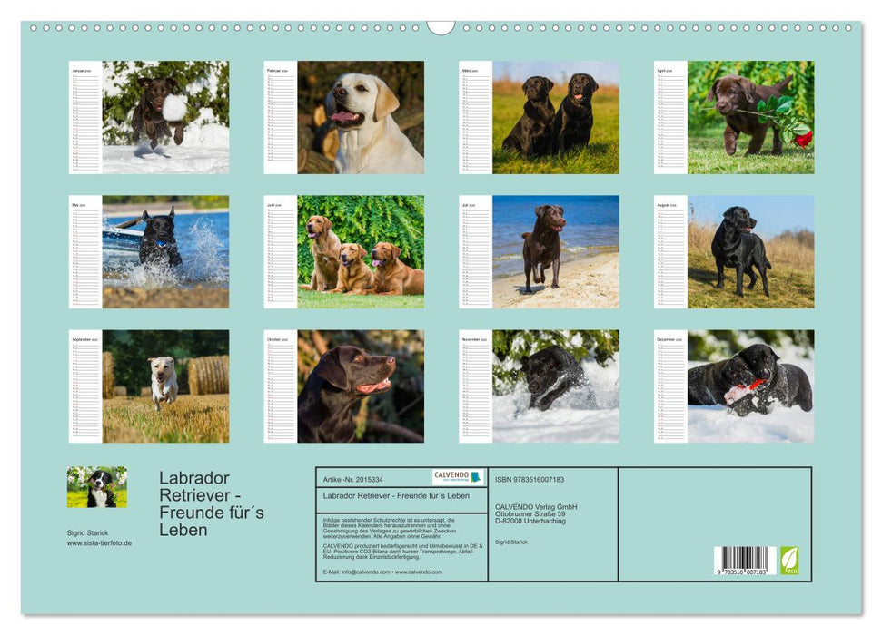 Labrador Retriever - Freunde für´s Leben (CALVENDO Wandkalender 2026)