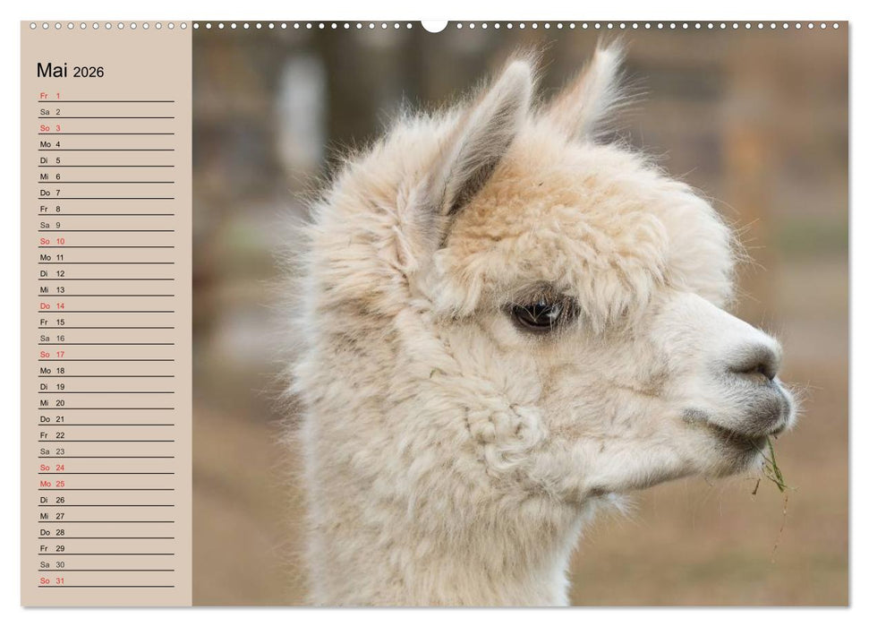 Alpakas und Lamas (CALVENDO Premium Wandkalender 2026)