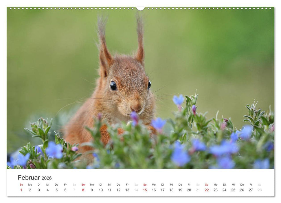 Eichhörnchen Kinder (CALVENDO Premium Wandkalender 2026)