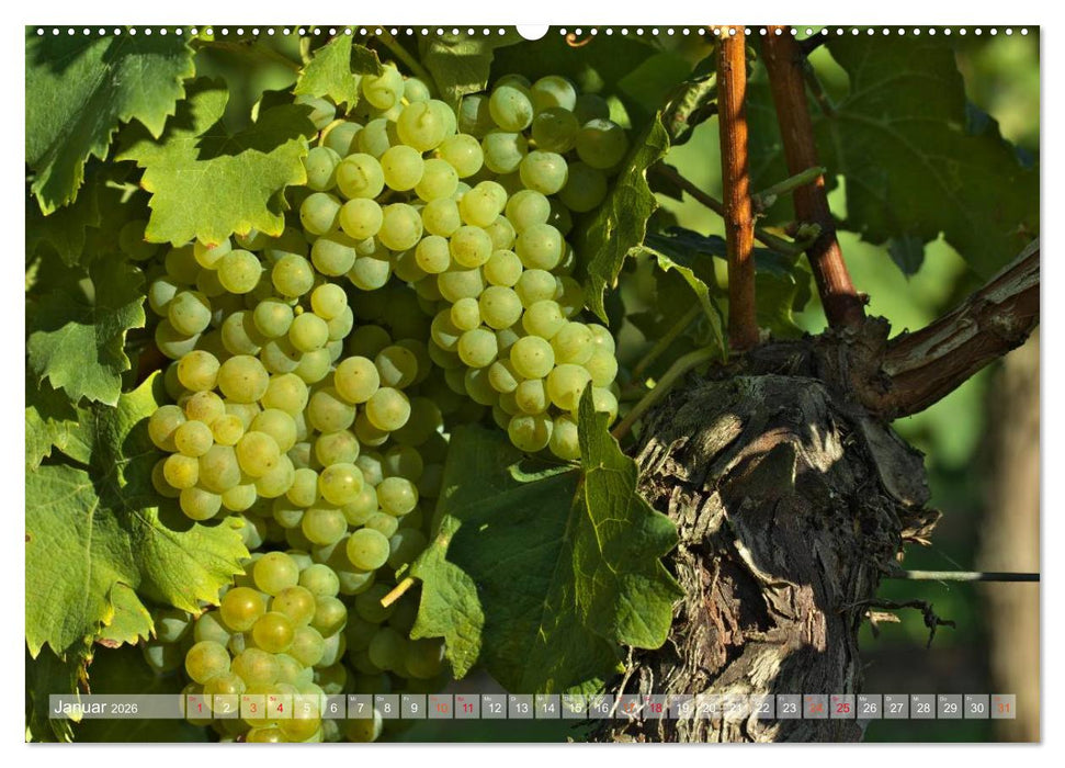 Wein- und Rebsorten aus Rheinland-Pfalz (CALVENDO Premium Wandkalender 2026)