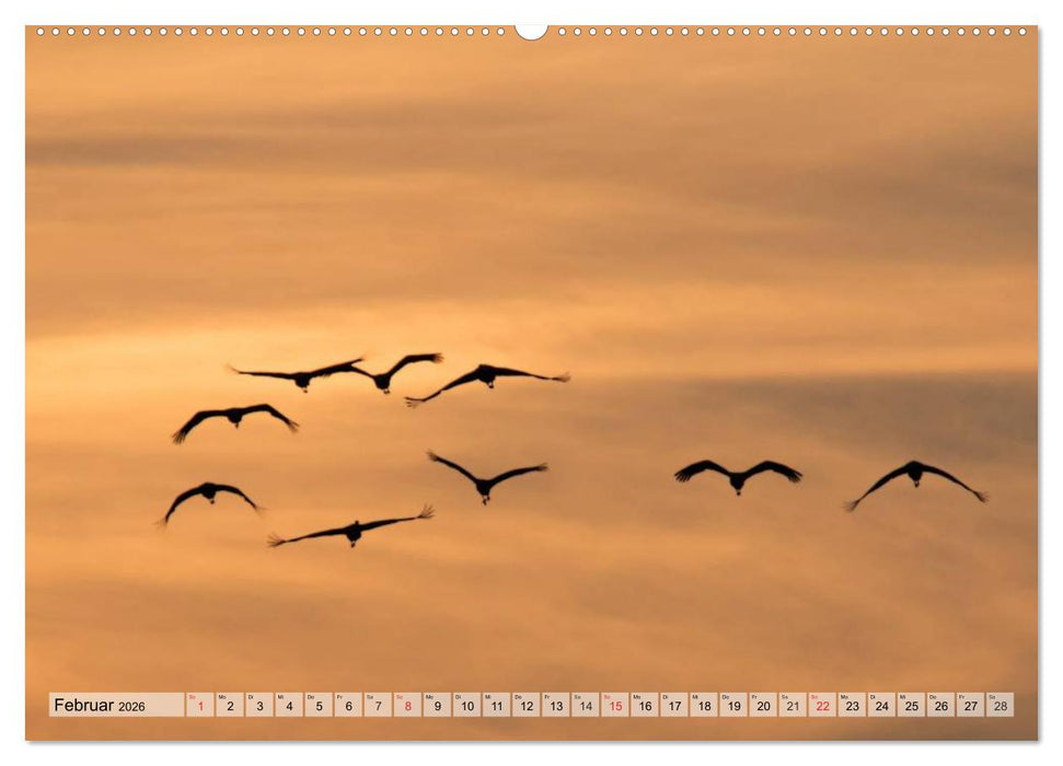 Kraniche auf dem Weg nach Süden (CALVENDO Premium Wandkalender 2026)