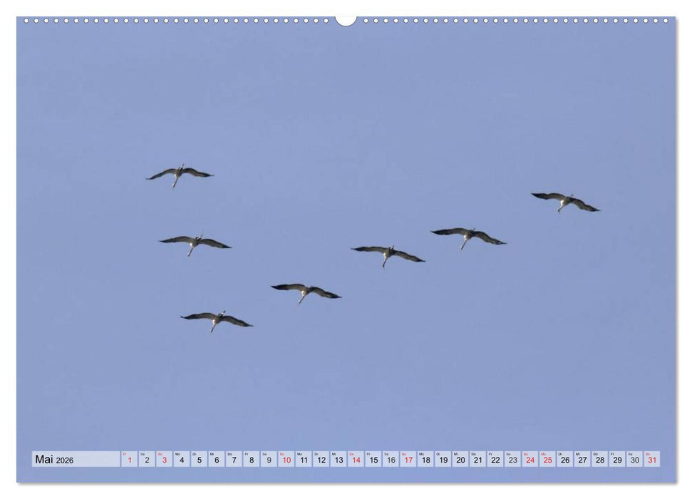 Kraniche auf dem Weg nach Süden (CALVENDO Premium Wandkalender 2026)