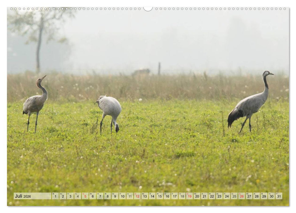 Kraniche auf dem Weg nach Süden (CALVENDO Premium Wandkalender 2026)
