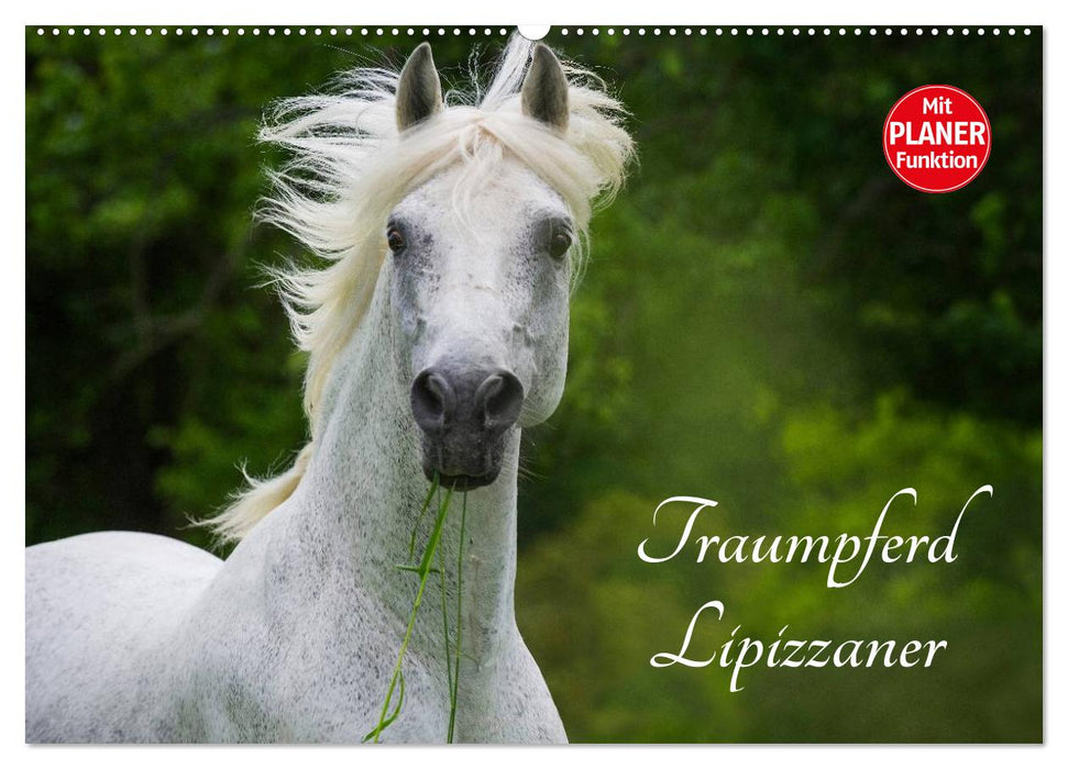 Traumpferd Lipizzaner (CALVENDO Wandkalender 2026)