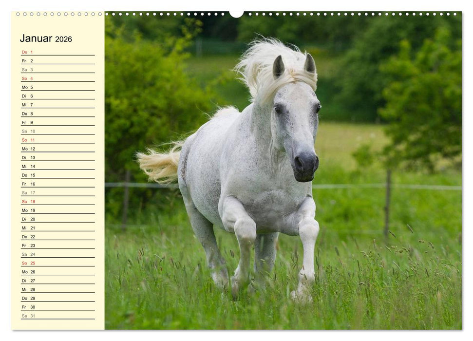 Traumpferd Lipizzaner (CALVENDO Wandkalender 2026)