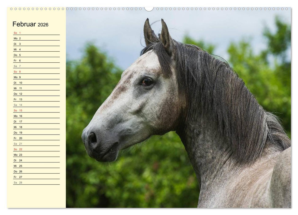 Traumpferd Lipizzaner (CALVENDO Wandkalender 2026)