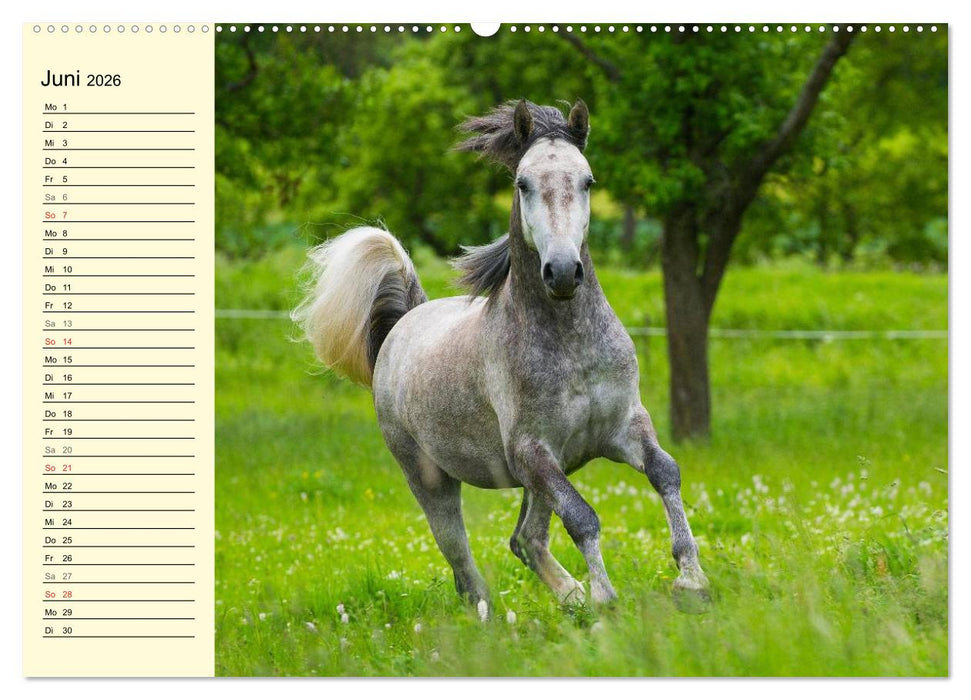 Traumpferd Lipizzaner (CALVENDO Wandkalender 2026)