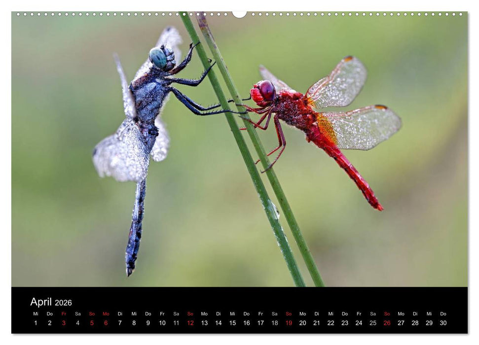 Libellen im Ried (CALVENDO Premium Wandkalender 2026)