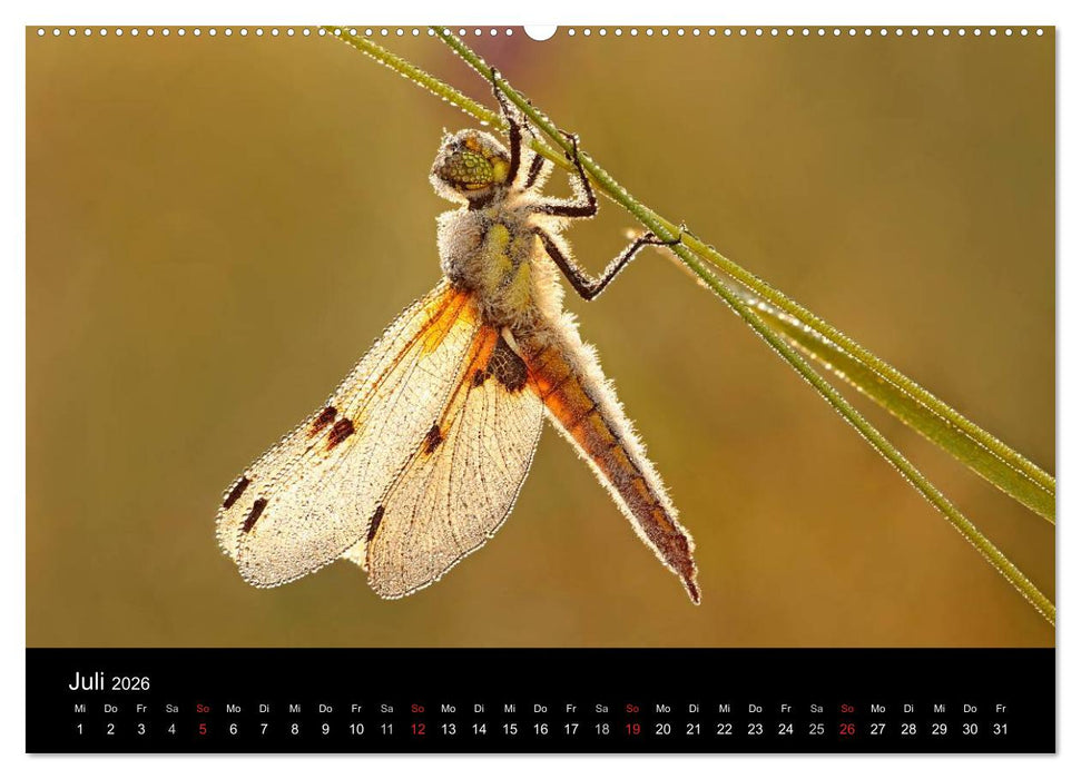 Libellen im Ried (CALVENDO Premium Wandkalender 2026)