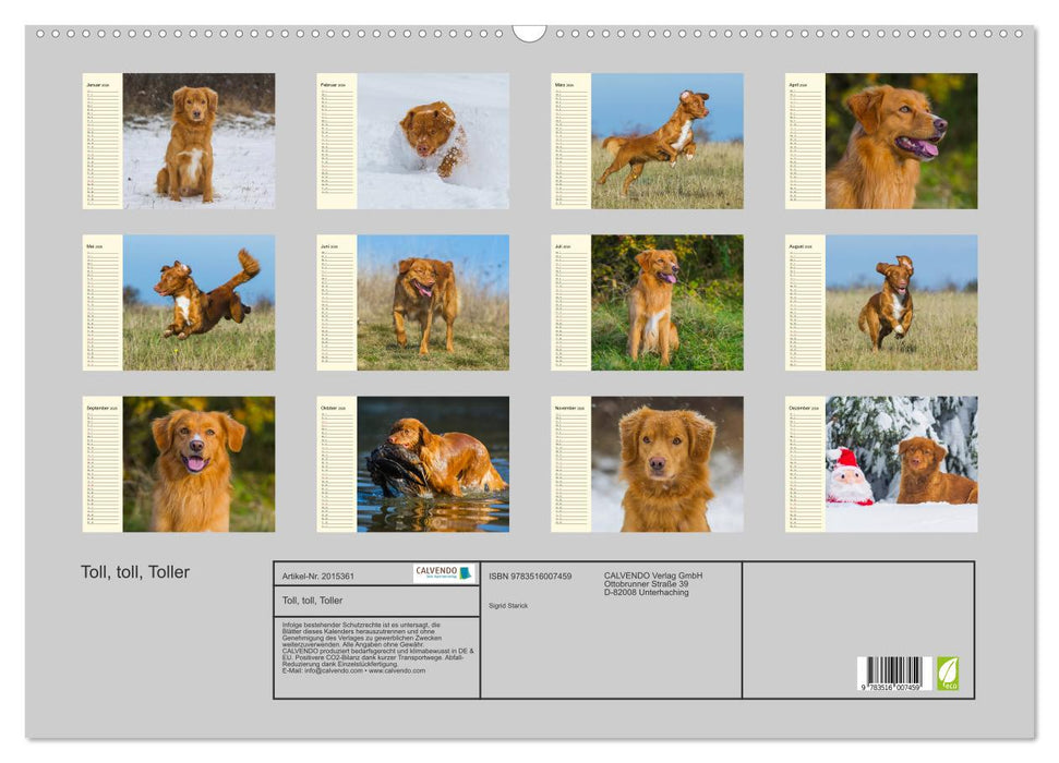 Toll, toll, Toller (CALVENDO Wandkalender 2026)