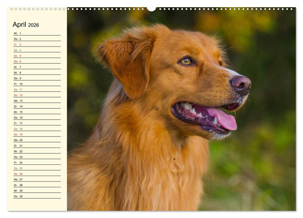 Toll, toll, Toller (CALVENDO Wandkalender 2026)