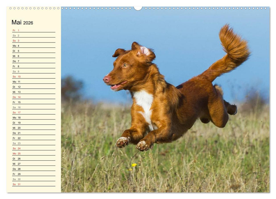 Toll, toll, Toller (CALVENDO Wandkalender 2026)