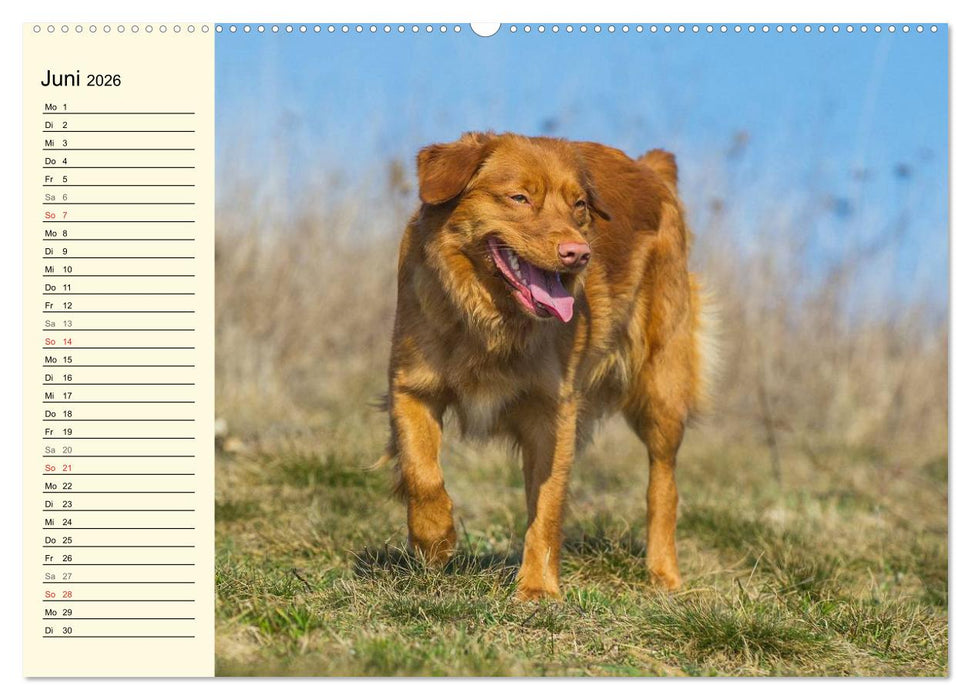 Toll, toll, Toller (CALVENDO Wandkalender 2026)